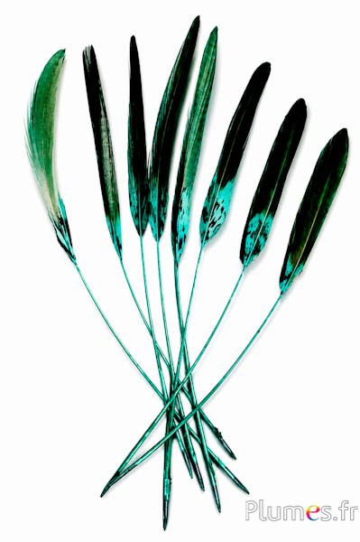 Faisan Lady Armherst strippé - 20-23 cm - jade-noir